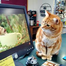 Moare than Meows with Margie Green